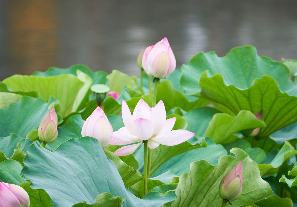 ilustrasi bunga lotus berwarna putih (pexels.com/yangjunjun2)