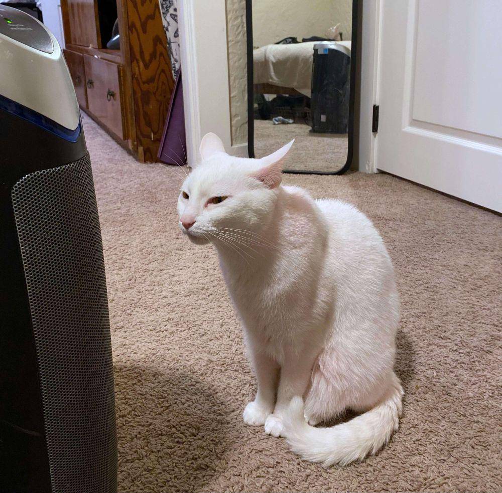potret gemas kucing putih (reddit.com/user/Turbulent_Swan_64)