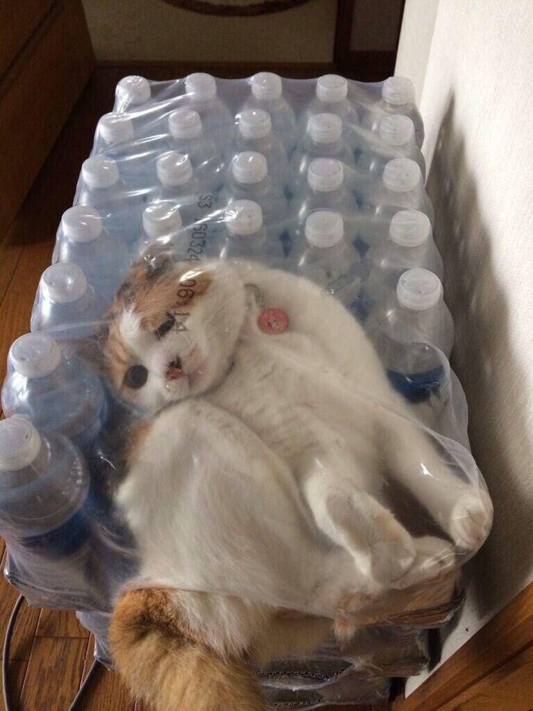 potret gemas kucing putih (reddit.com/user/Thryloz)