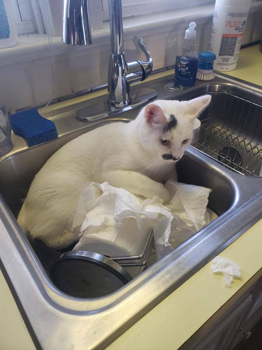 potret gemas kucing putih (reddit.com/user/saintphoenixxx)