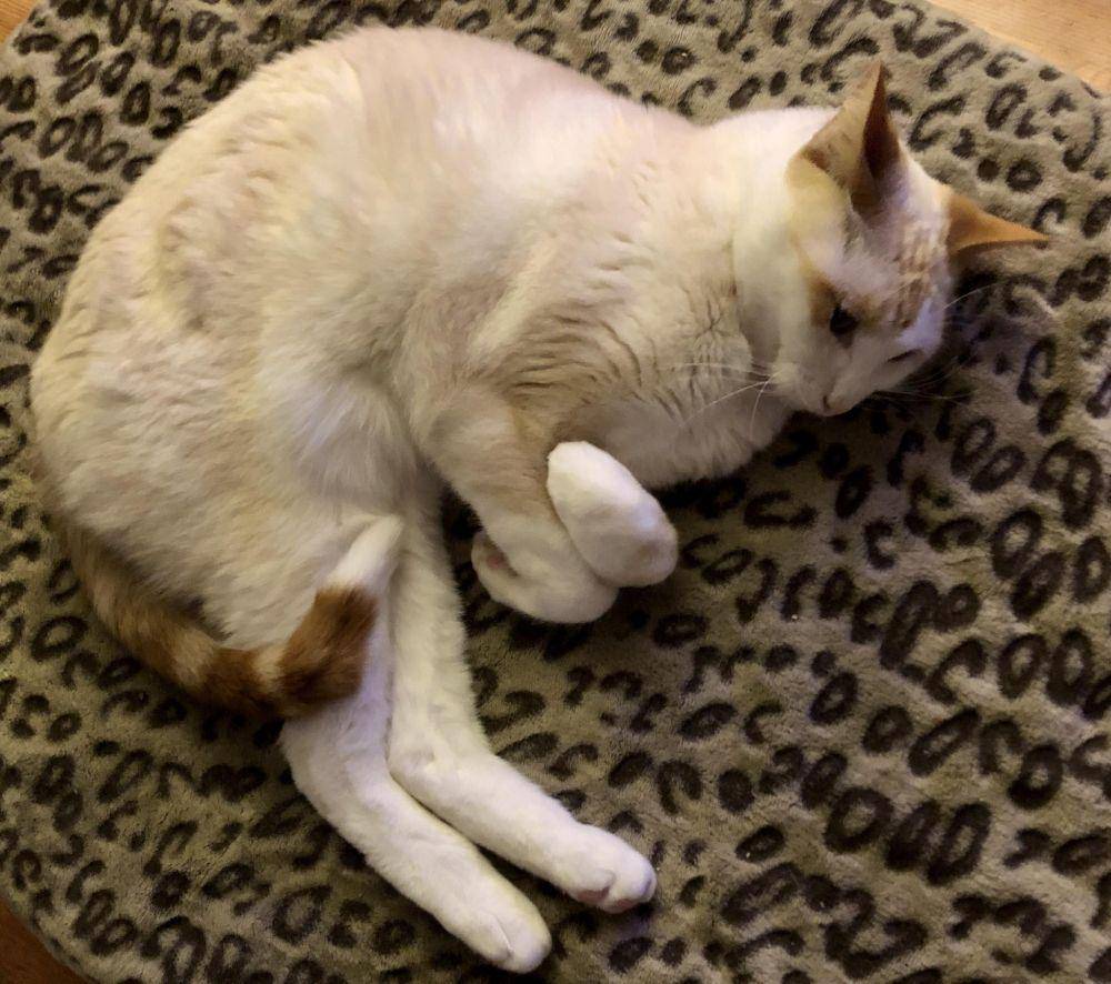 potret gemas kucing putih (reddit.com/user/gilbertsmith)