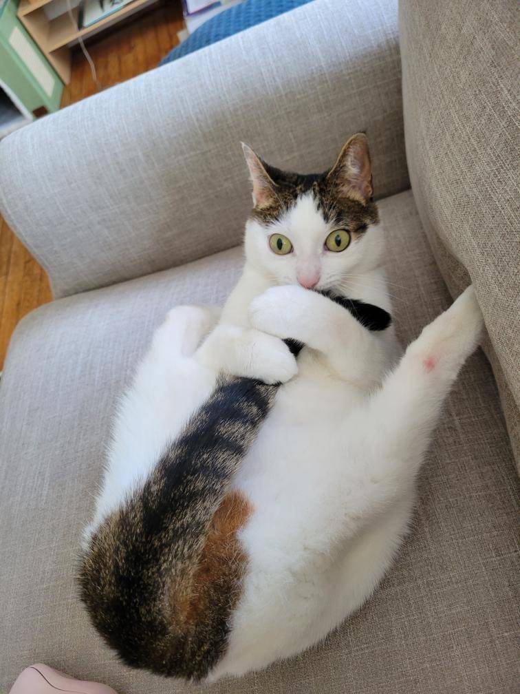 potret gemas kucing putih (reddit.com/user/tim3lymann3r)