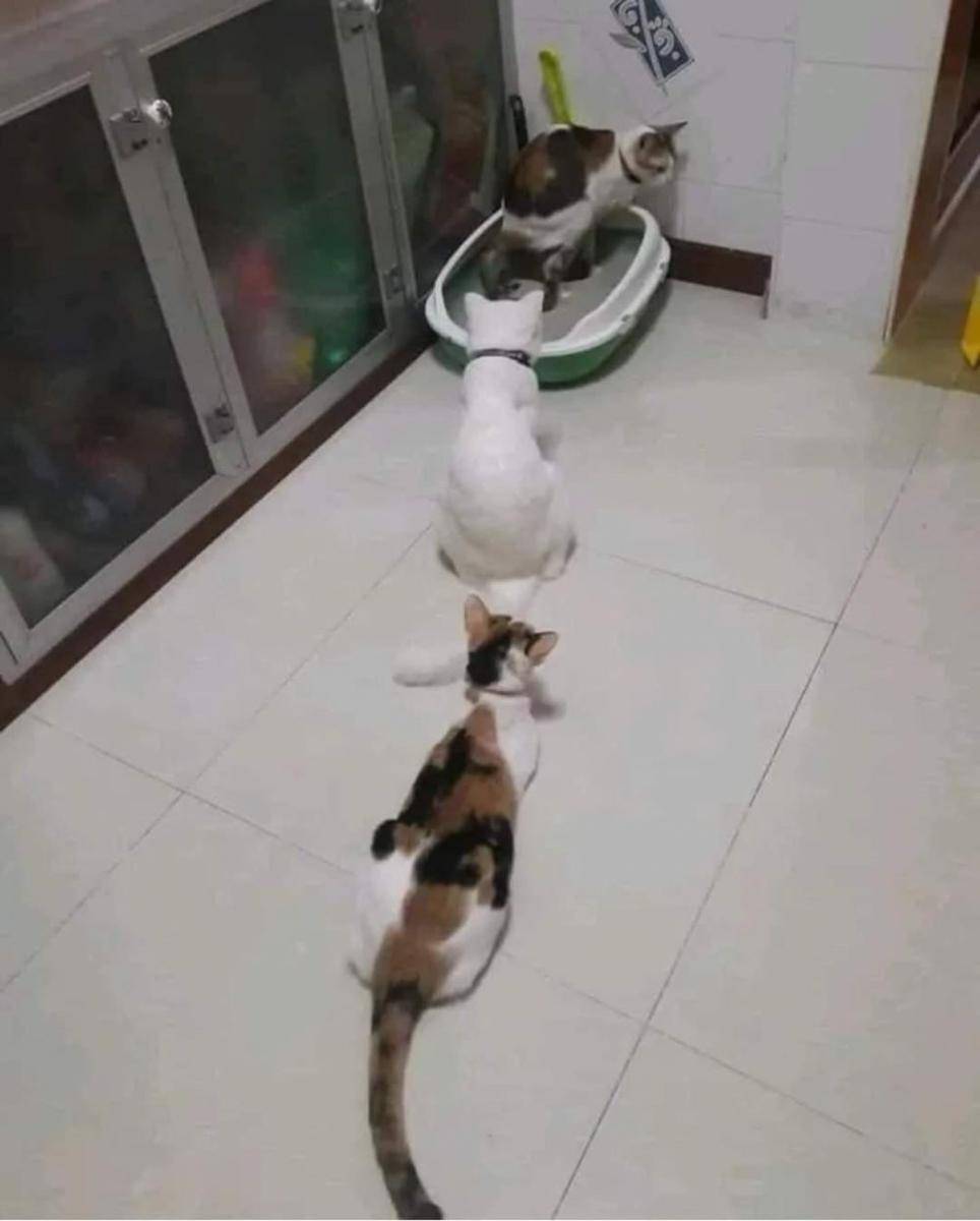 potret gemas kucing putih (reddit.com/user/LegatusDux)