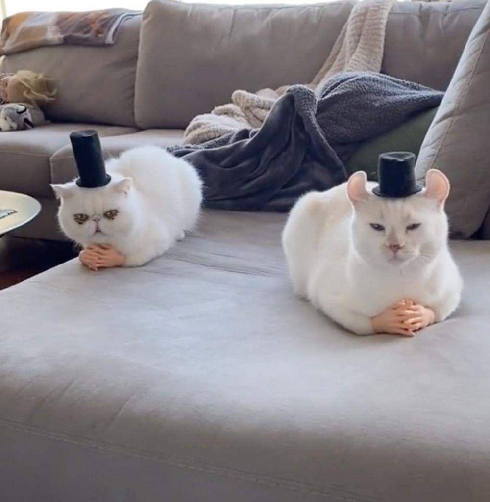 potret gemas kucing putih (reddit.com/user/BritishFoSho)