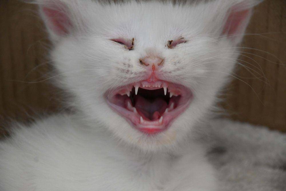 potret gemas kucing putih (reddit.com/user/Kurdidurdi)