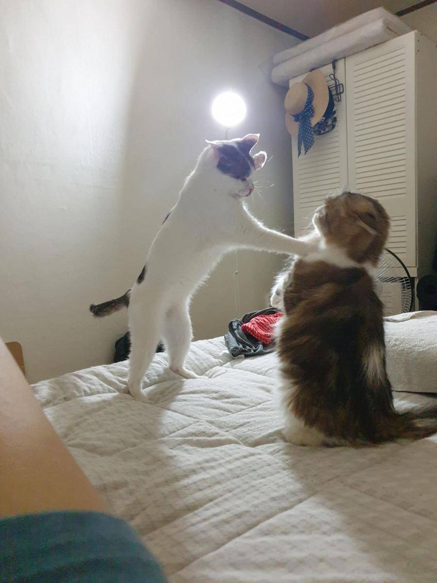 potret gemas kucing putih (reddit.com/user/Voxit)