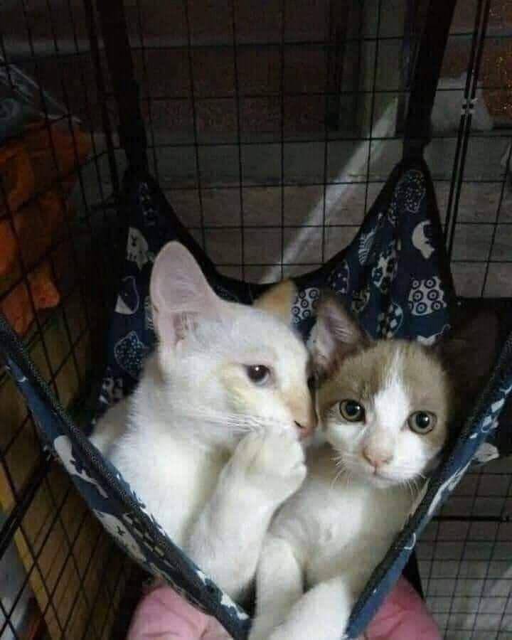 Muka julid kucing (via twitter.com/kochengfess)