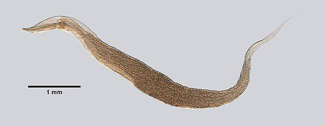 Enterobius vermicularis atau cacing kremi. (gbif.org)