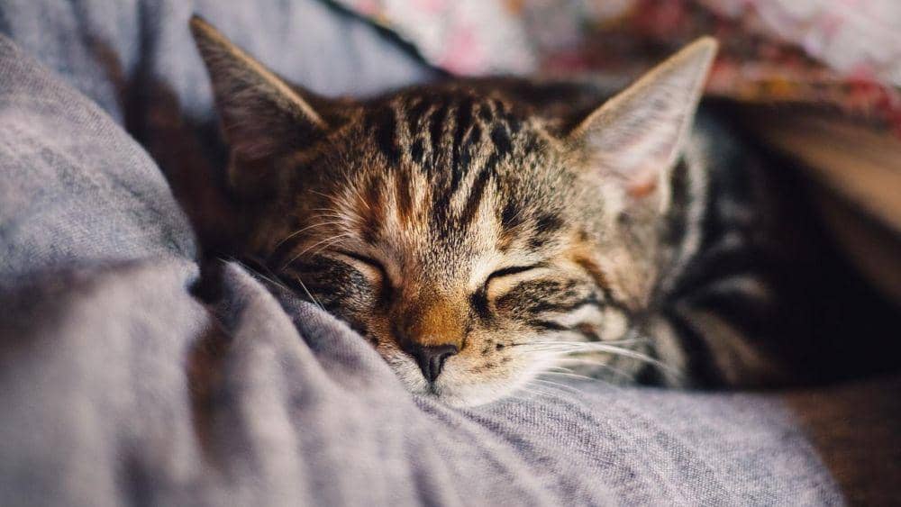 ilustrasi kucing sedang tertidur (pixabay.com/kavowo)