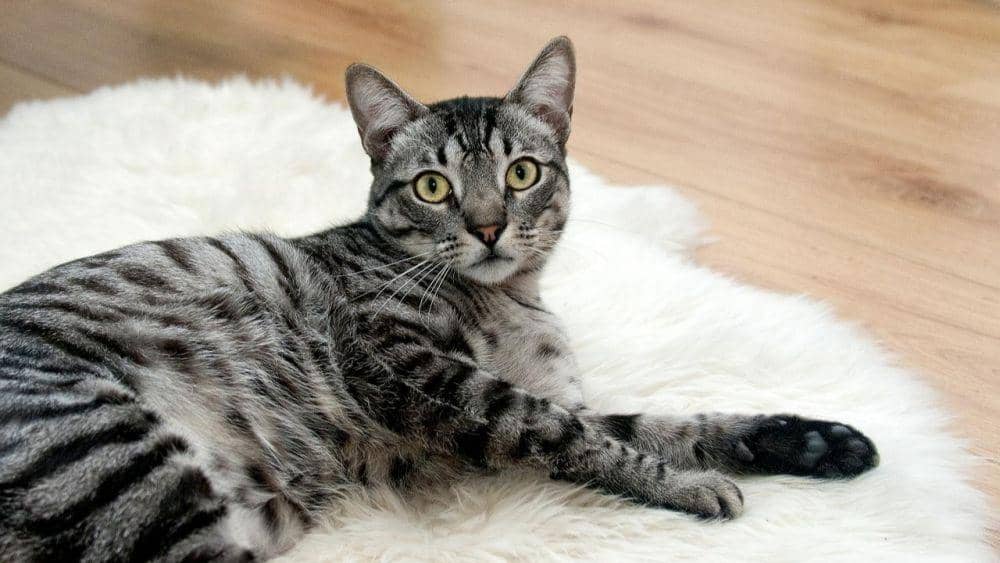 5 Fakta Unik Tentang Kucing Peliharaan di Rumah