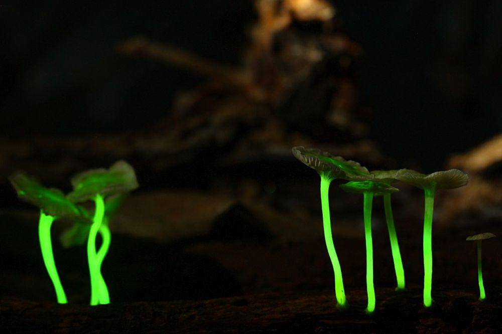 Mycena lucentipes (commons.wikimedia.org/Henrique R. Domingos)