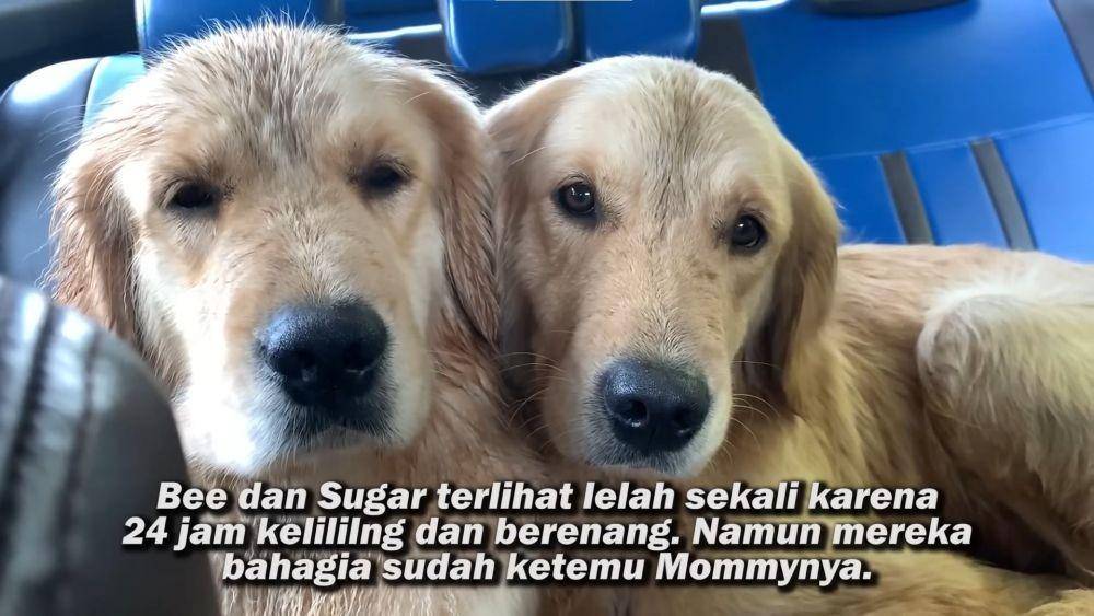 Bima Aryo dan Rasyena Hikmayudi (YouTube.com/The Golden Family/)