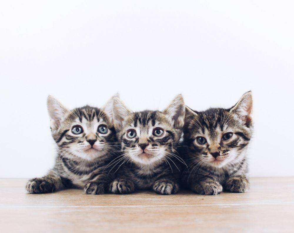 ilustrasi anak-anak kucing (unsplash.com/The Lucky Neko)