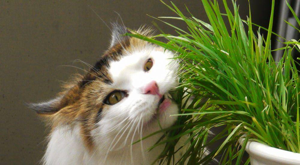 ilustrasi kucing makan rumput (wikimedia.org/LisaSympson)