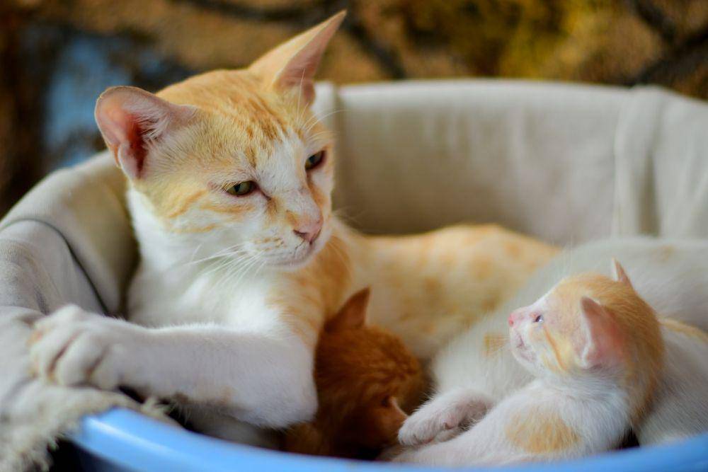 ilustrasi induk kucing dan anaknya (unsplash.com/Prasad Panchakshari)