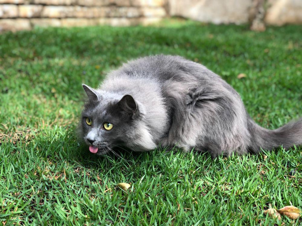 Kenapa Kucing Makan Rumput? Ternyata Ini Penyebabnya!