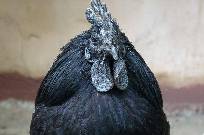 Cemani (knowyourchickens.com)