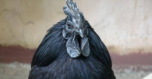 Cemani (knowyourchickens.com)