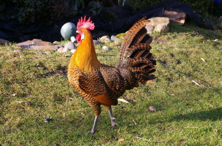 Golden campine (pedspoultry.co.uk)