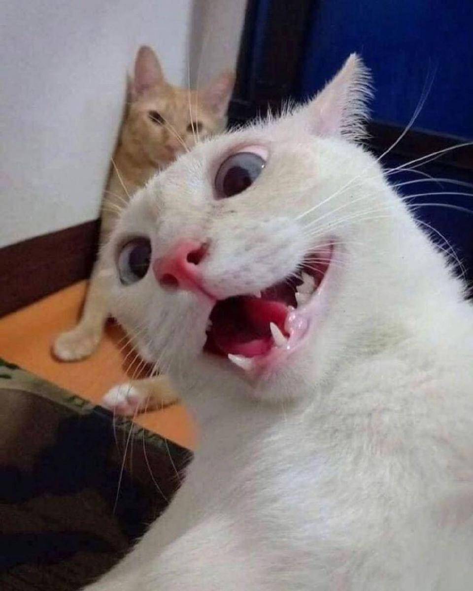 Kucing ketawa. (twitter.com/CGdrawing)