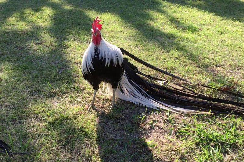 Onagadori (chickenmag.com)