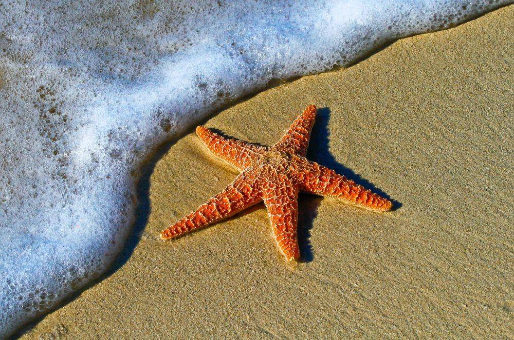 ilustrasi bintang laut (unsplash.com/Pedro Lastra)