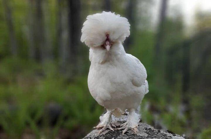 Sultan (funpoultry.com)