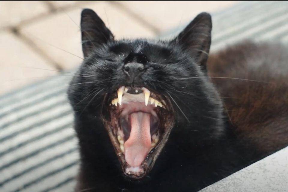 Kucing ketawa. (youtube.com/akira86chan)