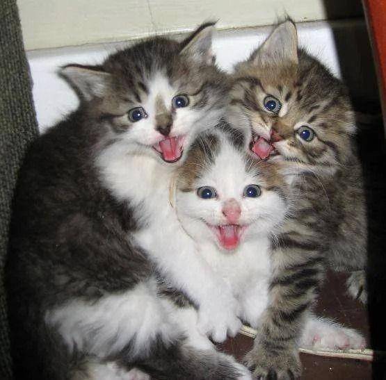 Kucing ketawa. (reddit.com/Burundi-BujumburaUsa)