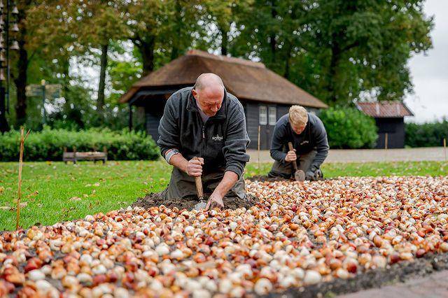 potret penanaman bibit bunga tulip (instagram.com/visitkeukenhof)