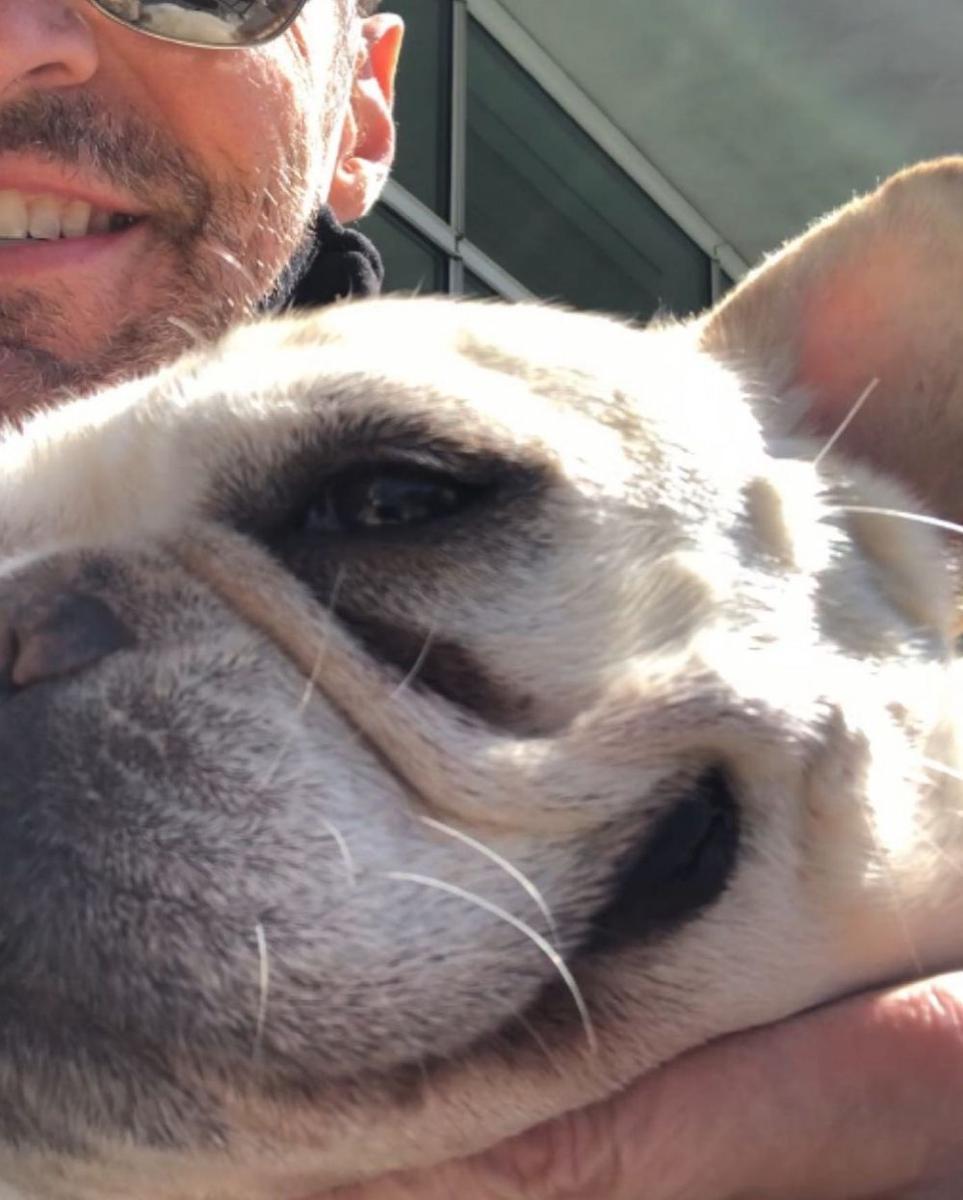 potret Hugh Jackman dan anjing peliharaan. (instagram.com/thehughjackman)