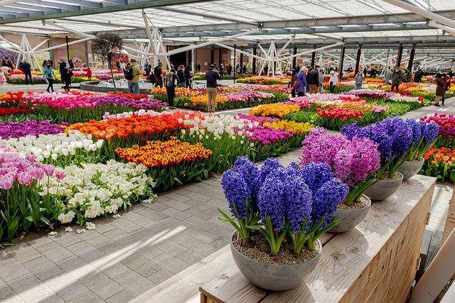 potret berbagai jenis bunga tulip (instagram.com/visitkeukenhof)