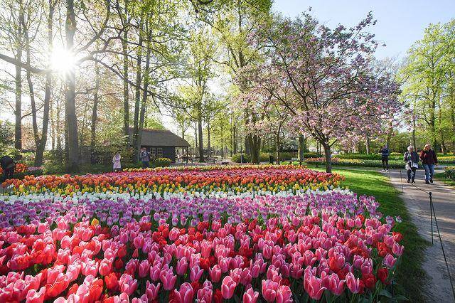 potret taman bunga tulip (instagram.com/visitkeukenhof)
