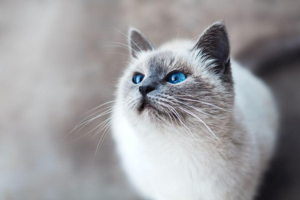 Apakah Kucing Bisa Menangis? Ini Faktanya