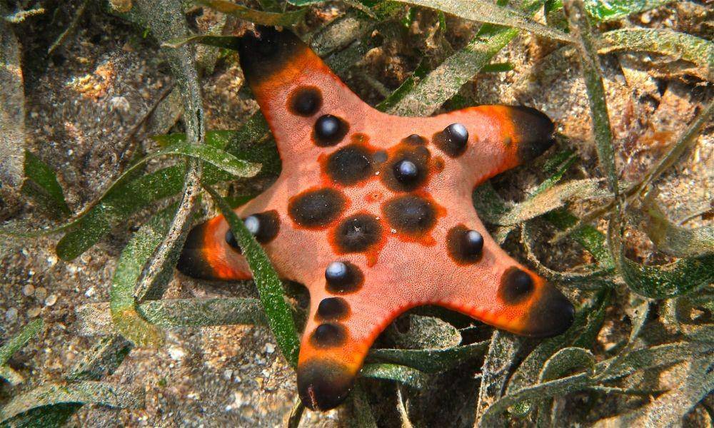 ilustrasi Protoreaster nodosus (wikimedia.org/Bernard Dupont)