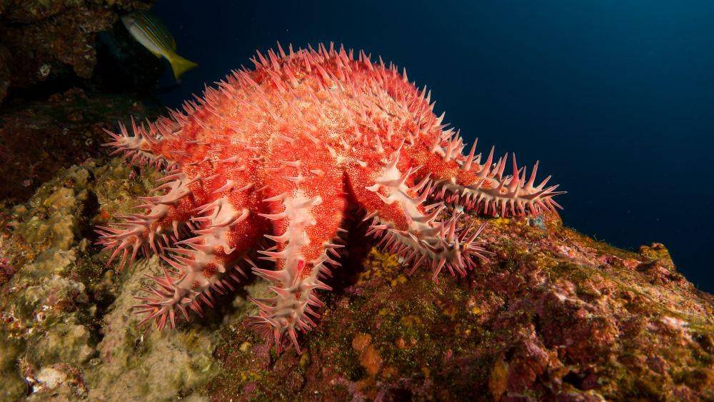 ilustrasi Acanthaster planci (wikimedia.org/Kris Mikael Krister)