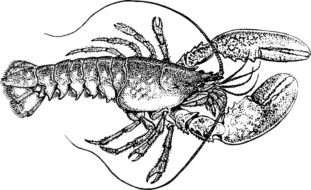 Ilustrasi lobster. (pixabay.com/OpenClipart-Vectors)