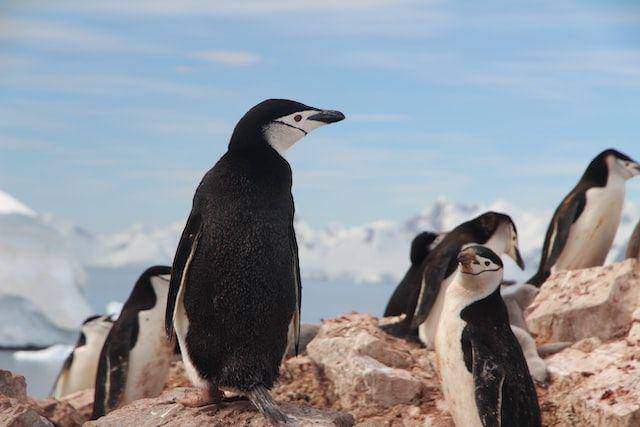ilustrasi chinstrap pinguin (unsplash.com/Eamonn Maguire)