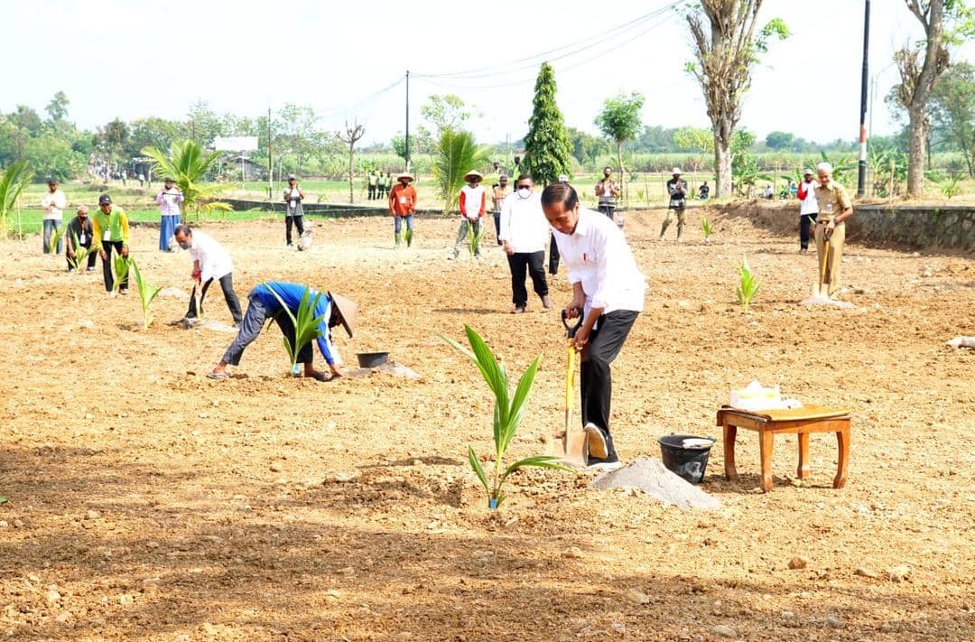 Presiden Jokowi menanam kelapa genjah, di Boyolali.