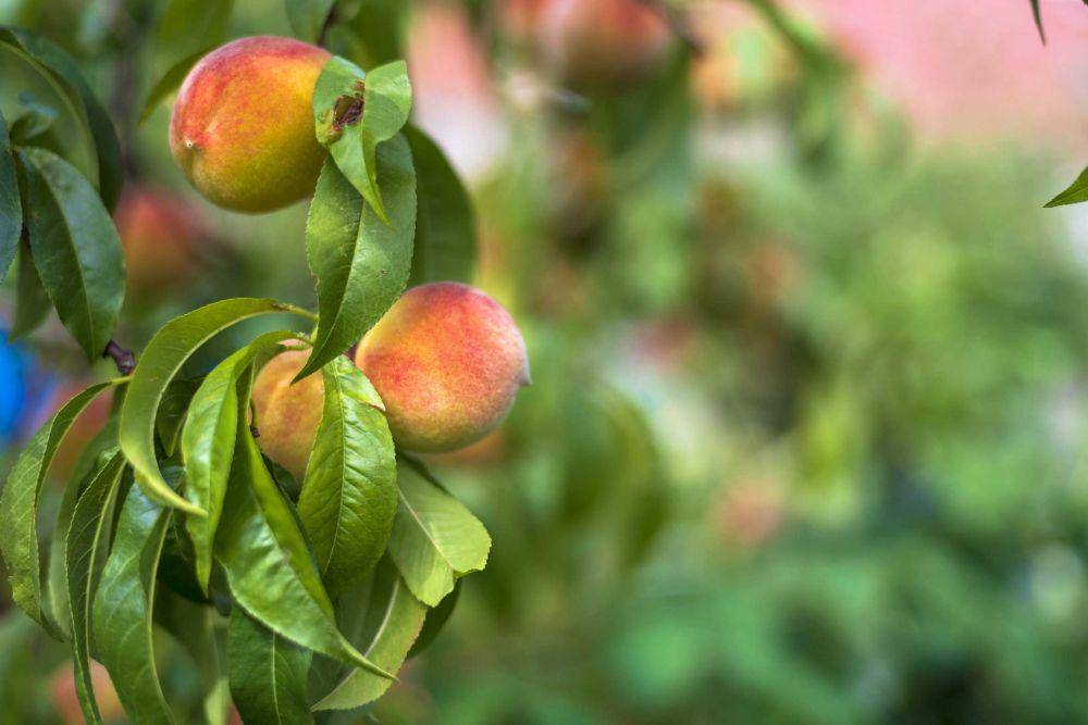 ilustrasi buah peach (unsplash.com/@joanna_stolowicz)