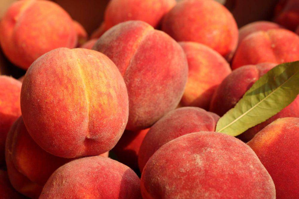 ilustrasi buah peach (unsplash.com/@nisoncoprseo)
