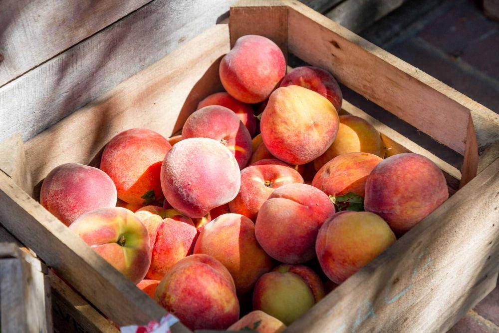 ilustrasi buah peach (unsplash.com/@luannhunt180)