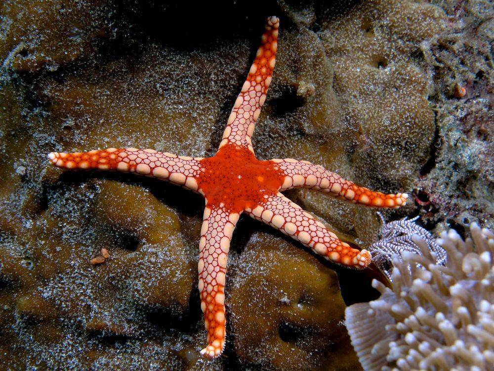 ilustrasi Fromia monilis (wikimedia.org/Nick Hobgood)