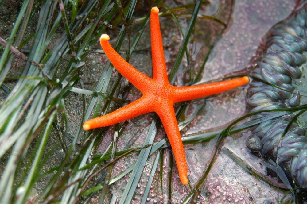 ilustrasi Henricia leviuscula (wikimedia.org/jkirkhart35)
