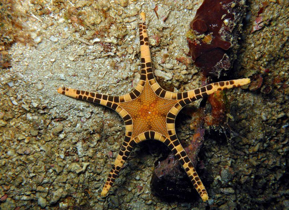 ilustrasi Iconaster longimanus (wikimedia.org/Blogie Robillo)
