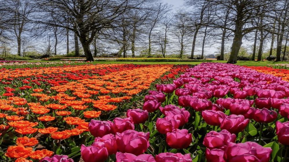 10 Potret Keindahan Festival Bunga Tulip Keukenhof di Belanda, Meriah!