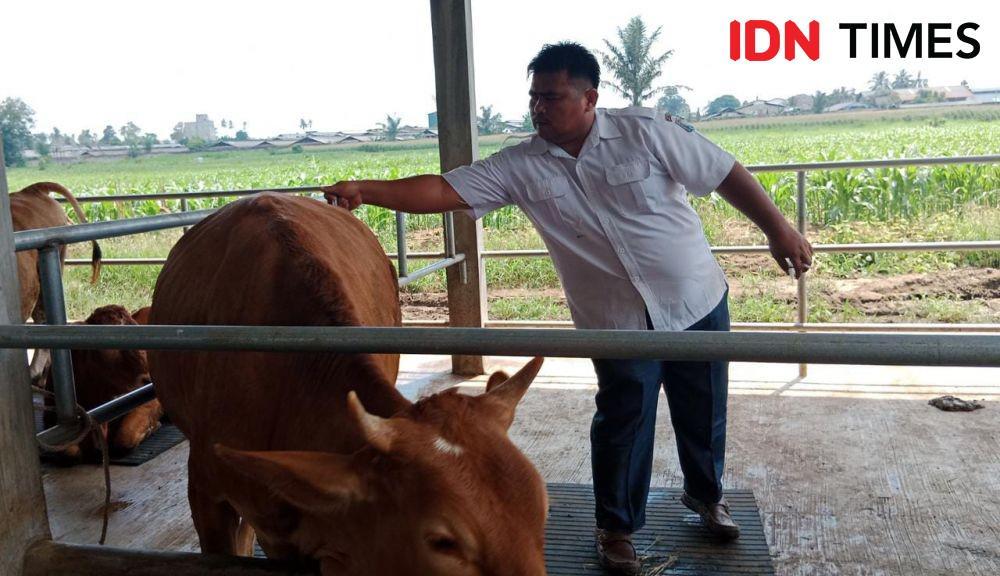 Vaksinasi yang dilakukan dinas Ketapang, di peternakan Tabebuya Farmland (IDN Times/ Bambang Suhandoko)