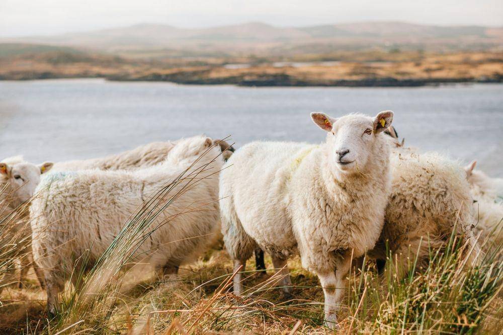 ilustrasi kambing (unsplash.com/Julian Schiemann)