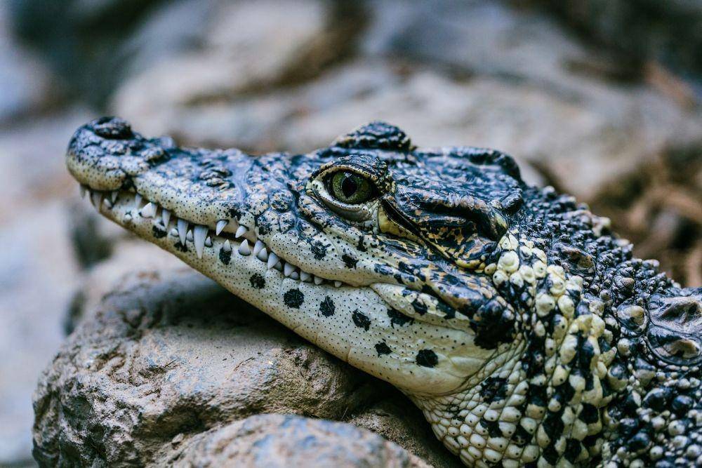 ilustrasi aligator (unsplash.com/Kyaw Tun)