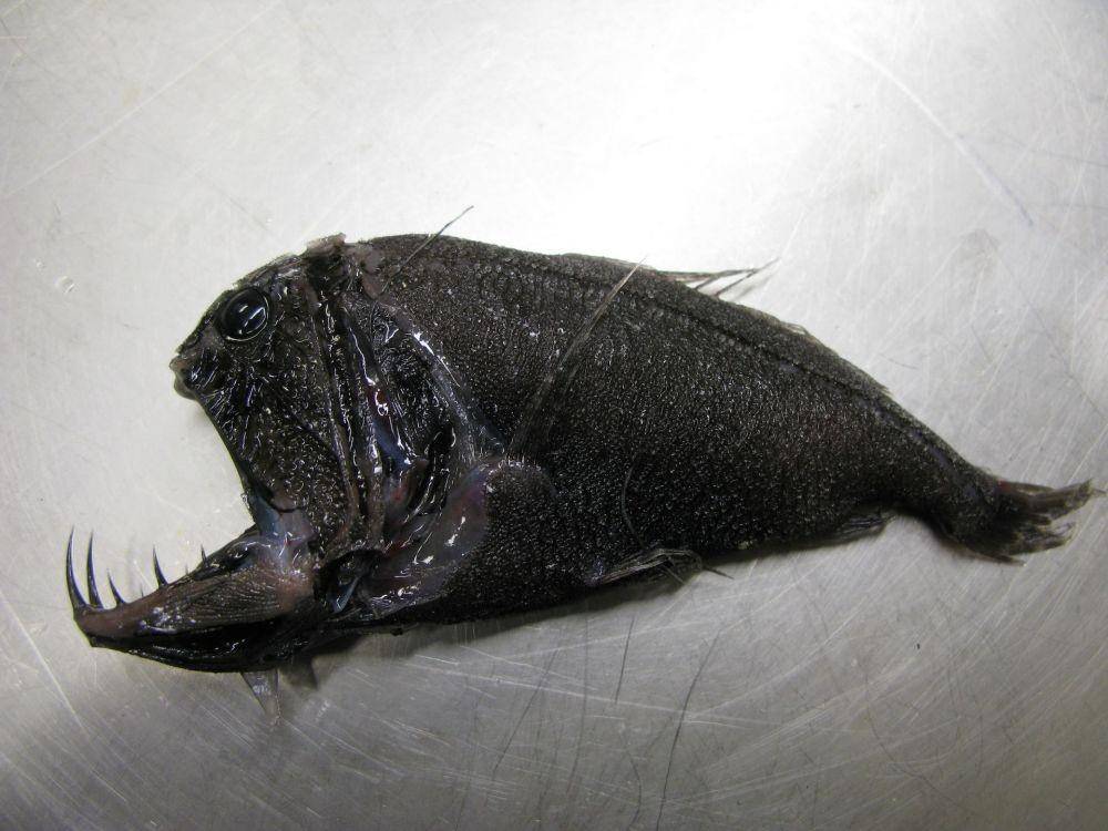 ilustrasi anglerfish (unsplash.com/NOAA)